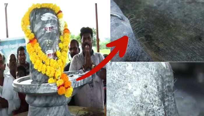 Hair growth in god snake idol kadani village kalaburgi mrq