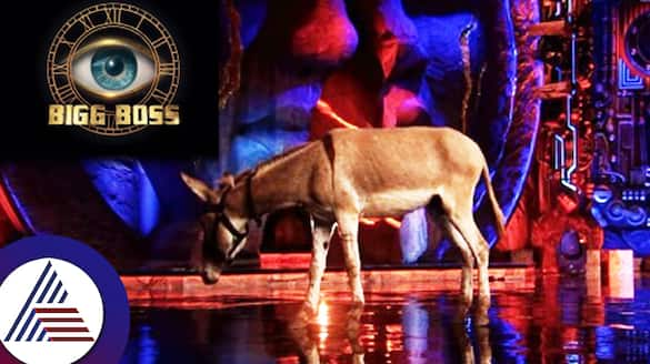 Bigg Boss 18 Donkey to live with contestants on Salman Khan popular reality show RBA