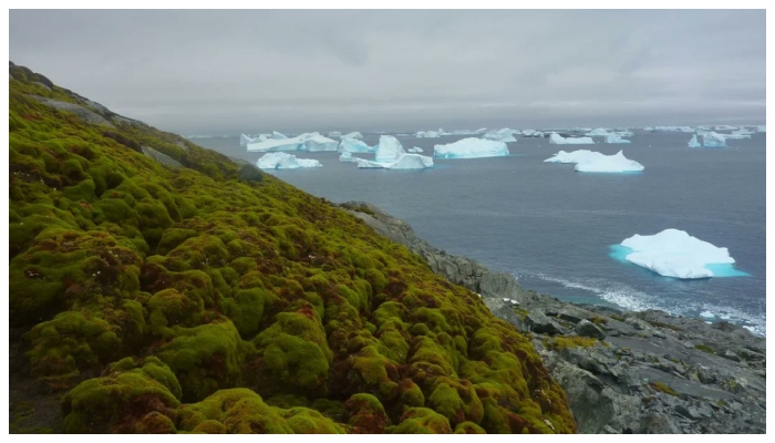 Study says Antarctica's vegetation is rising due to climate change  