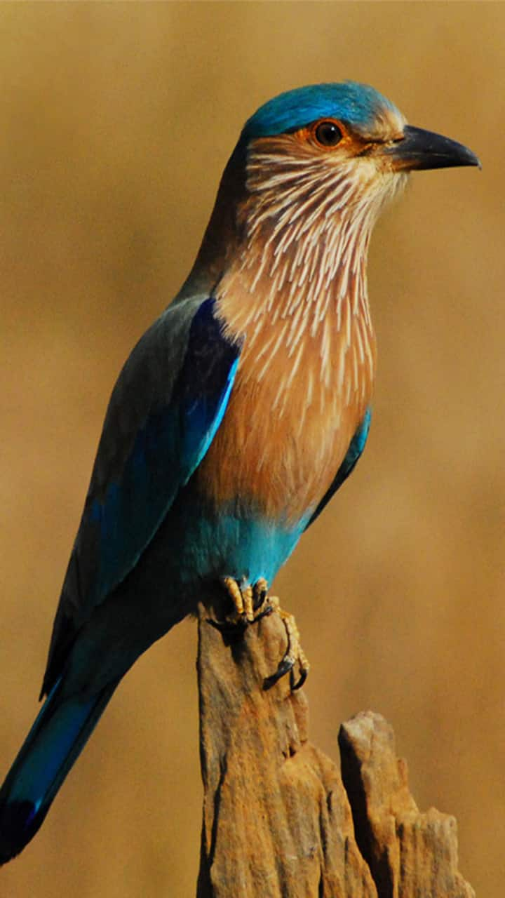 Spotting this 'Bird' on Dussehra is an auspicious sign of prosperity