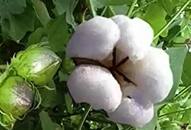 How to grow cotton at home: A step-by-step guide RTM