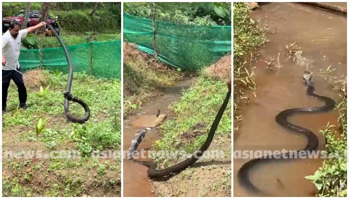 video of catching big deadly venomous king cobra from arippa kollam