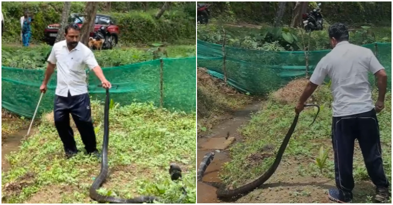 King cobra was caught in a residential area at Kollam Arippa