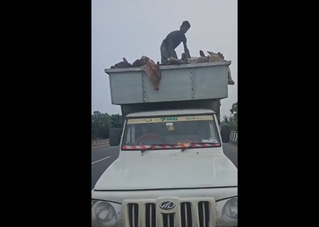 Hindu activist bravely confronts men transporting cows packed in truck, video goes viral (WATCH) shk