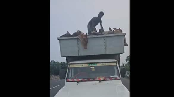 Hindu activist bravely confronts men transporting cows packed in truck, video goes viral (WATCH) shk