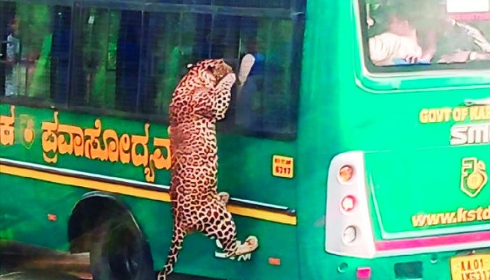 leopard hanging from the window of a safari bus at Bannerghatta Biological Park in Bengaluru grg