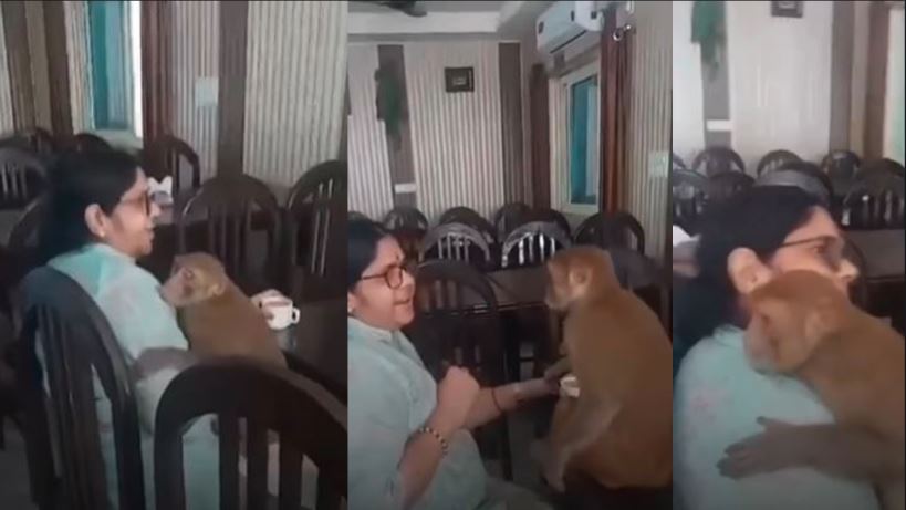 Heartwarming Moment: Monkey Comforts Woman Chanting Ram's Name Goes Viral