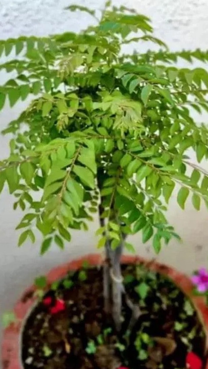 <p>करी पत्ते जादुई गोली नहीं हैं, लेकिन इनका नियमित सेवन आपकी हेल्दी डाइट का हिस्सा बनकर फाइबर, हेल्दी फैट, और ब्लड शुगर को बेहतर तरीके से मैनेज कर सकता है।</p>
