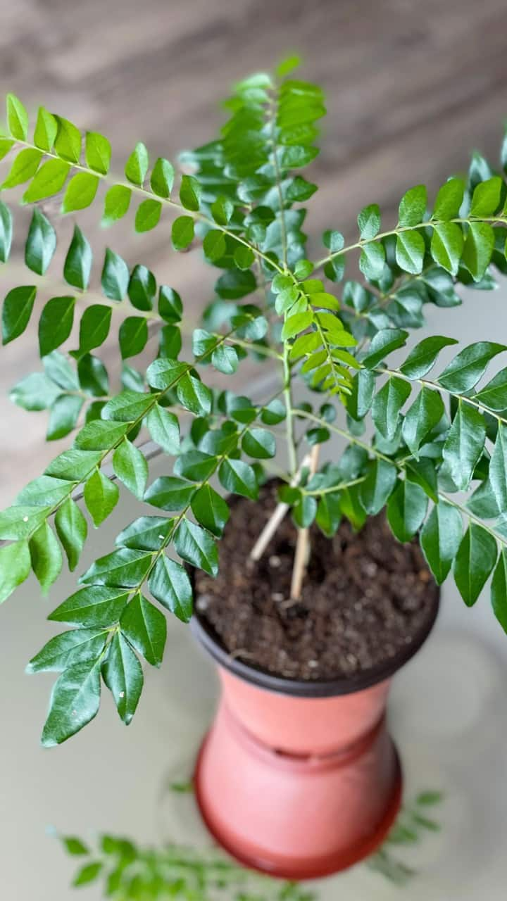 curry-leaves-benefits-blood-sugar-control