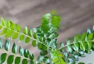 curry-leaves-benefits-blood-sugar-control