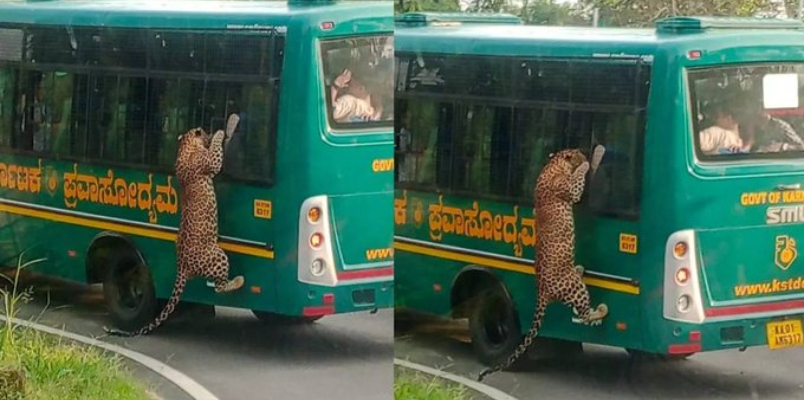 leopard tries to enter minibus in bengaluru