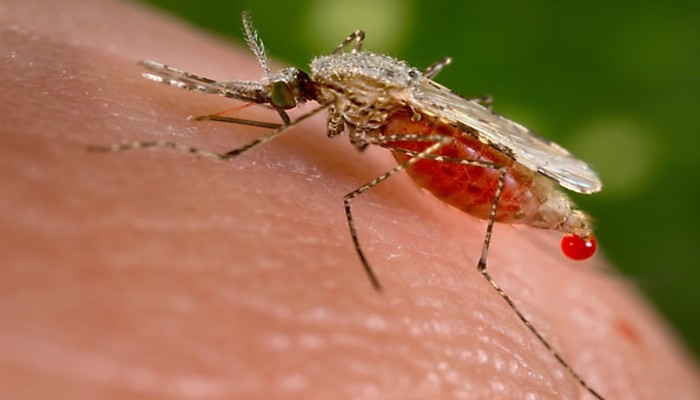 WARNING! Malaria-carrying mosquitoes in Tanzania mutate to resist insecticide, sparks concerns shk