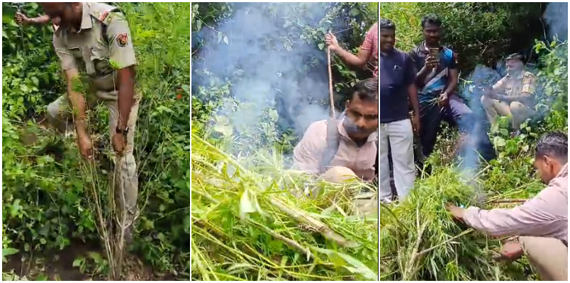 destroyed ganja plantation 71 plants buried 