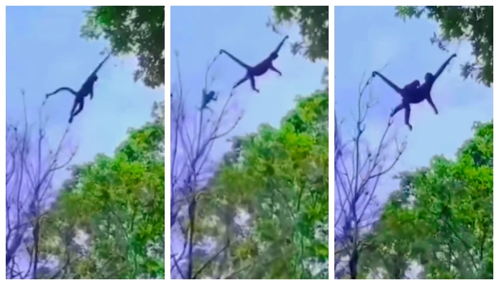 video of a monkey adventurously climbs from one tree to another with her baby goes viral in social media 