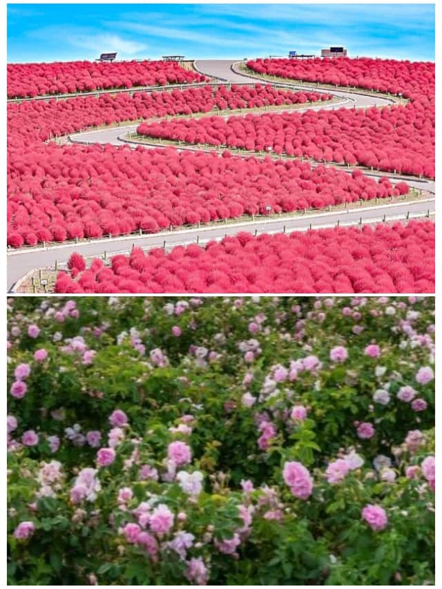 7 iconic tourist destinations made famous by flowers ATG