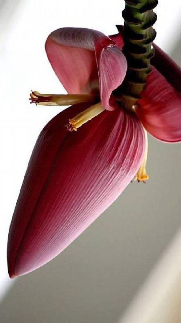 7 health benefits of Banana flower ATG