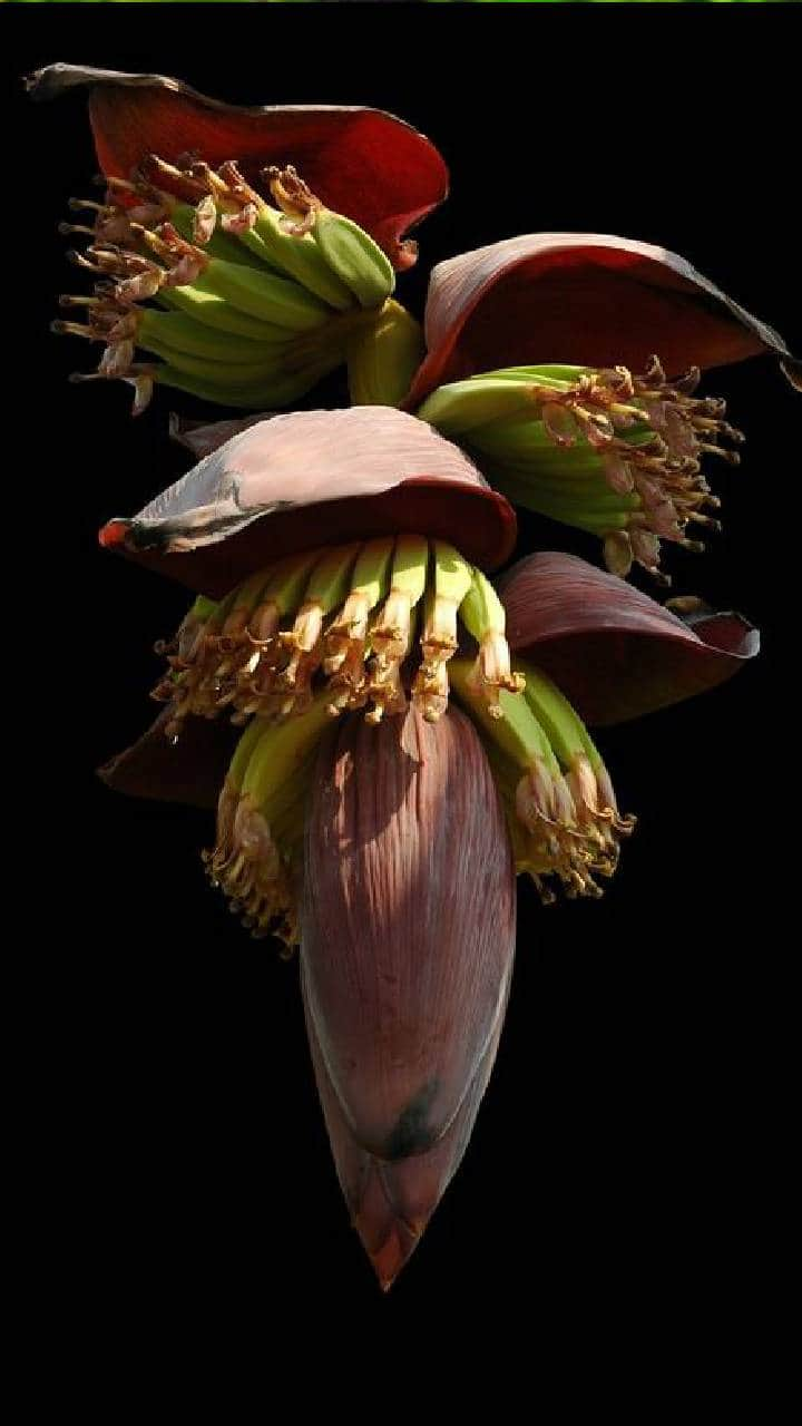 incredible health benefits of banana flower in tamil mks