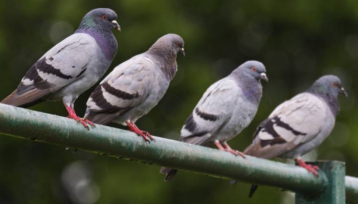 Parivala Manja man using pigeon for robberies arrested in bengaluru 