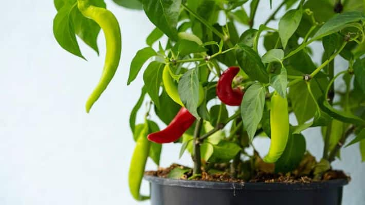 Is Growing a Green Chilli Plant Indoors Unlucky for Your Home Environment? NTI