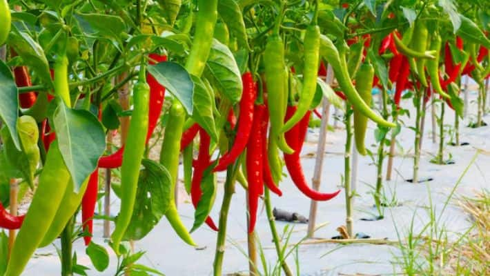 Is Growing a Green Chilli Plant Indoors Unlucky for Your Home Environment? NTI