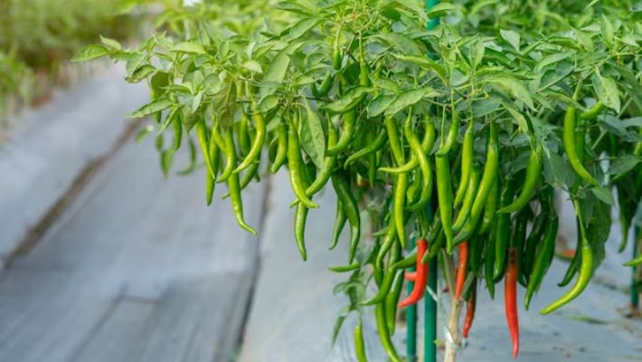 Is Growing a Green Chilli Plant Indoors Unlucky for Your Home Environment? NTI