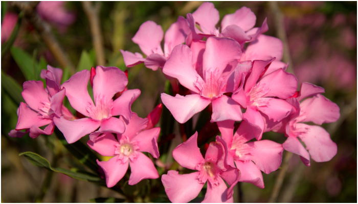 abu dhabi banned cultivation and trading of oleander plants