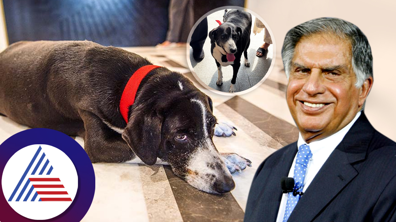 Ratan tata pet dog goa came to bid a heartfelt farewell to owner ckm