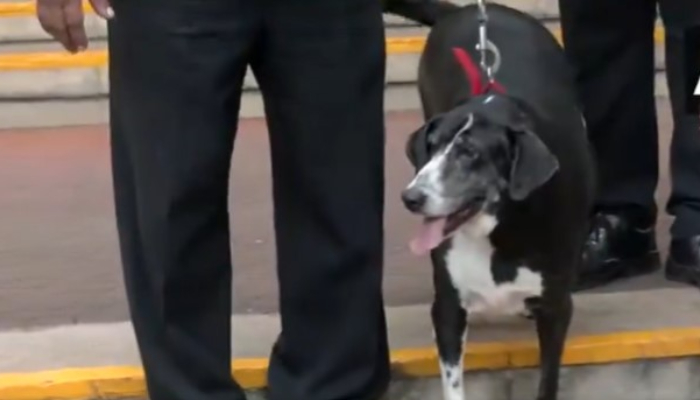 Heartwarming! Ratan Tata's beloved dog 'Goa' pays final respects at his funeral (WATCH)