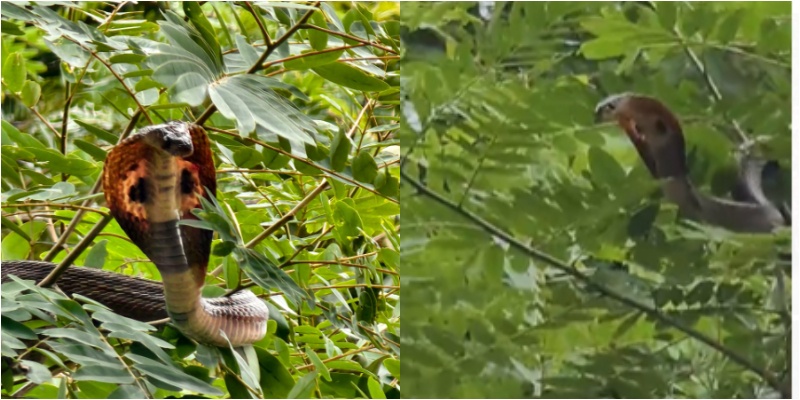 cobra rescue irb camp in Pandikkad 