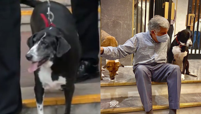 Heartwarming! Ratan Tata's beloved dog 'Goa' pays final respects at his funeral (WATCH)