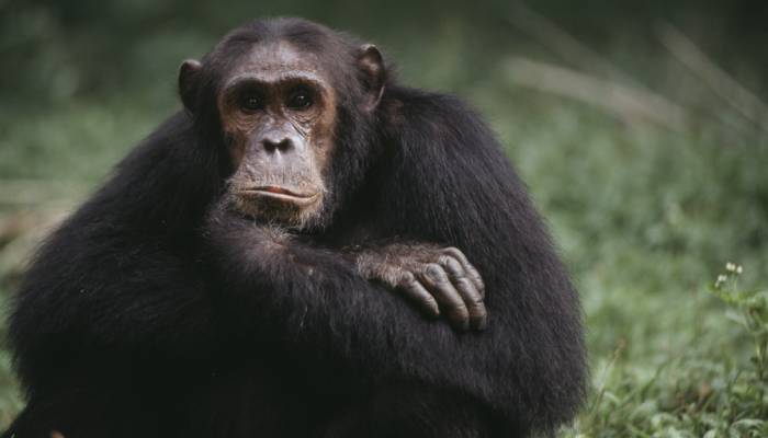 zoo keeper eats and sell chimpanzee food arrested in japan