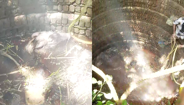 The wild boars that fell into the well were shot dead in palakkad