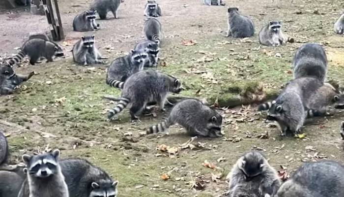 woman left house after raccoons surrounded her home  