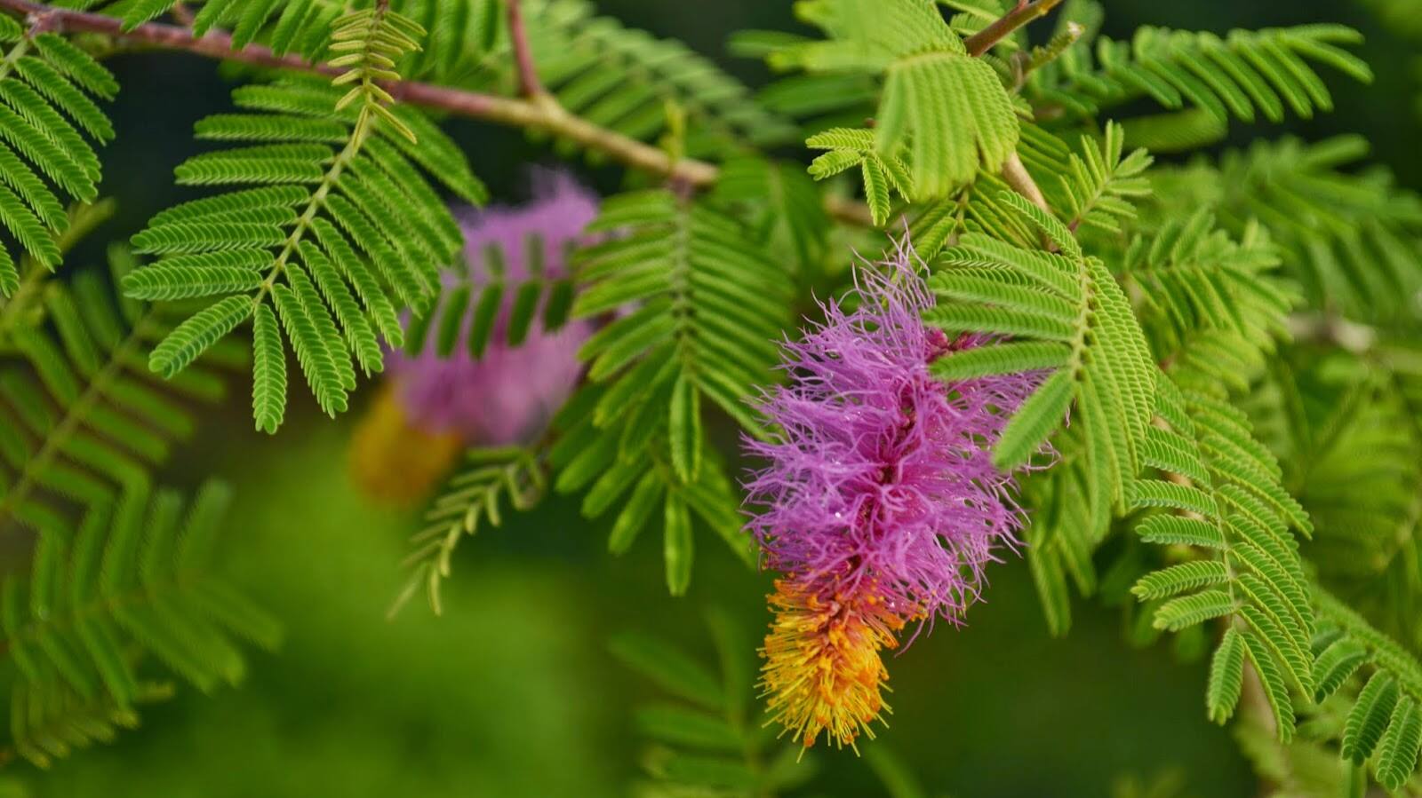 Shami Pujan 