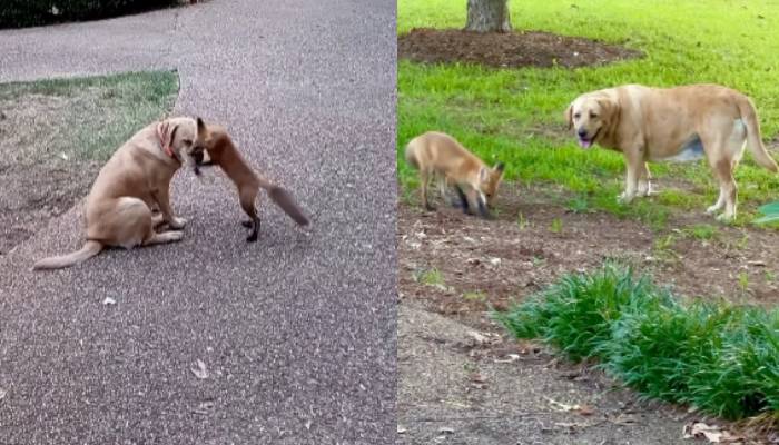 little fox playing with pet dogs viral video 