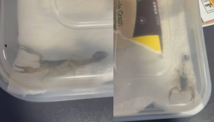 student finds live scorpion in her parcel in Bristol 