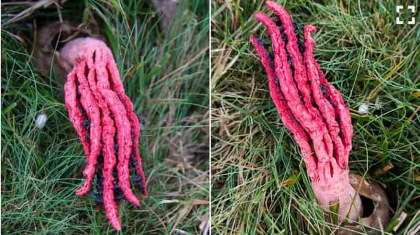 Devils finger fungus spotted in uk government issued alert for public