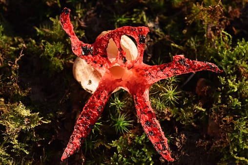 Devils finger fungus spotted in uk government issued alert for public