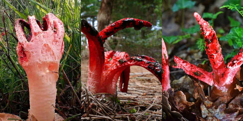 Devils finger fungus spotted in uk government issued alert for public