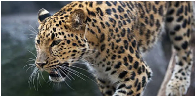 man eating leopard who had attacked a farmer found dead with an injury in Udaipur