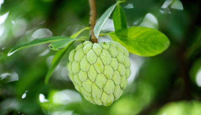 custard apple farming tips 