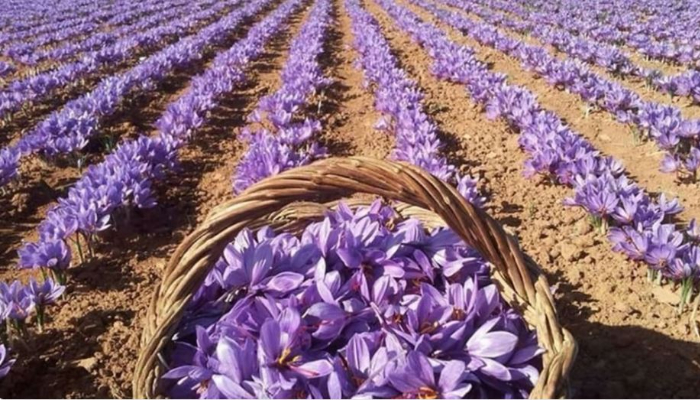 saudi arabia to increase production of Saffron