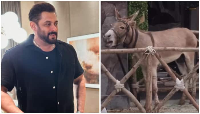 Bigg Boss 18: Donkey contestant 'Gadhraj' released after PETA and NGO intervention