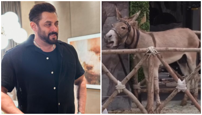 Bigg Boss 18: Donkey contestant 'Gadhraj' released after PETA and NGO intervention NTI