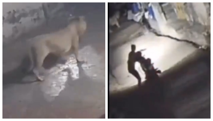 video of a lion in front of bikers at night in the town has gone viral on social media