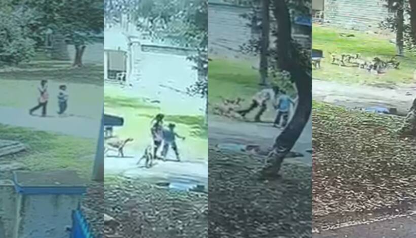 Bengaluru: Pack of stray dogs attack teenage girl in Air force campus in Jalahalli