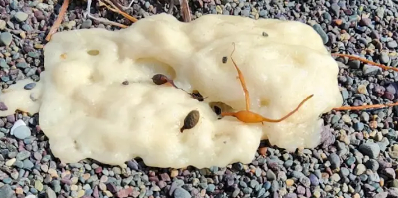 looks like poorly baked bread research on mysterious white blobs washing on beaches 