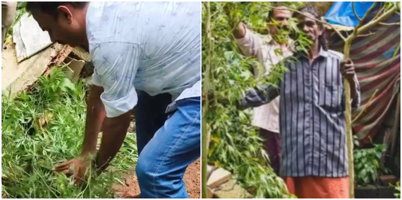 Excise caught a man who planted and harvested cannabis plants and traded