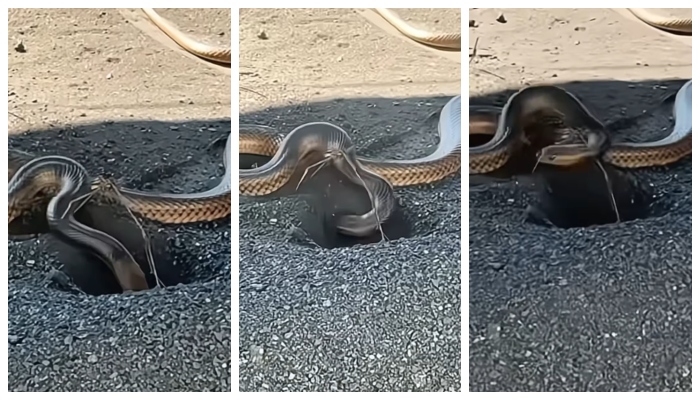 Have you ever seen a snake digging a hole viral video in social media 