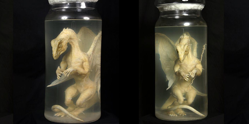 Hoax pickled dragon goes on display at Oxford Story Museum 